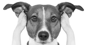 Dog with paws in ears photo bt Thinkstock