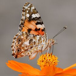 Butterfly on flower photo by yuichi kageyama Unsplash