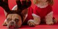 Dogs in Christmas costumes yearly photoshoot by Karsten Winegeart on Unsplash