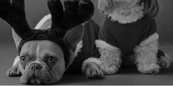 Dogs in Christmas costumes yearly photoshoot by Karsten Winegeart on Unsplash