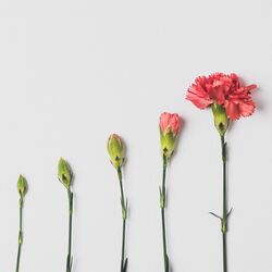 flower chart growth increase in love by edward howell on unsplash