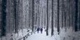 couple walking through the snow in the woods