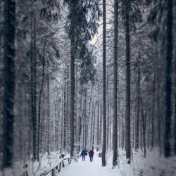 couple walking through the snow in the woods