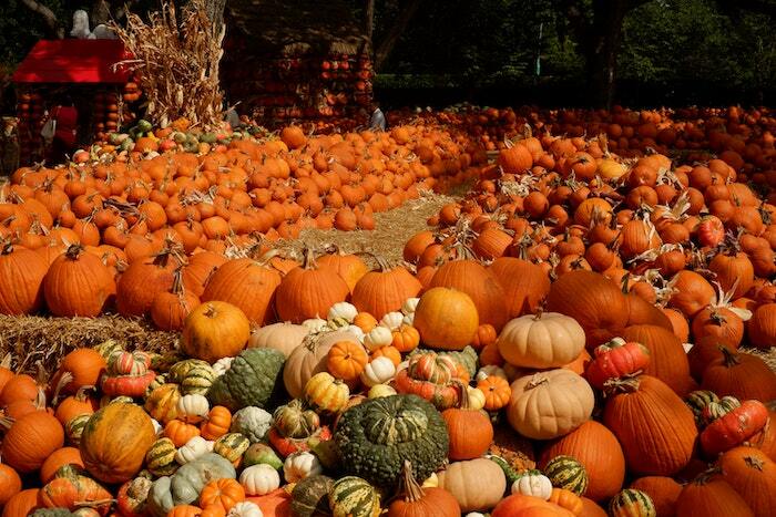 Pumpkin patches by Abindas Punnoli Korath- unsplash